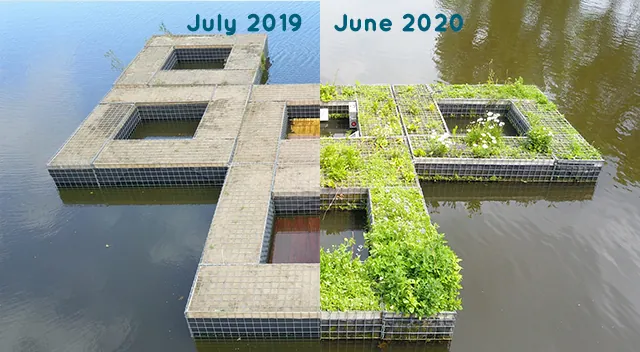 Aqua Blocks-eiland in Eindhoven bij plaatsing in juli 2019 en volledig begroeid in juni 2020