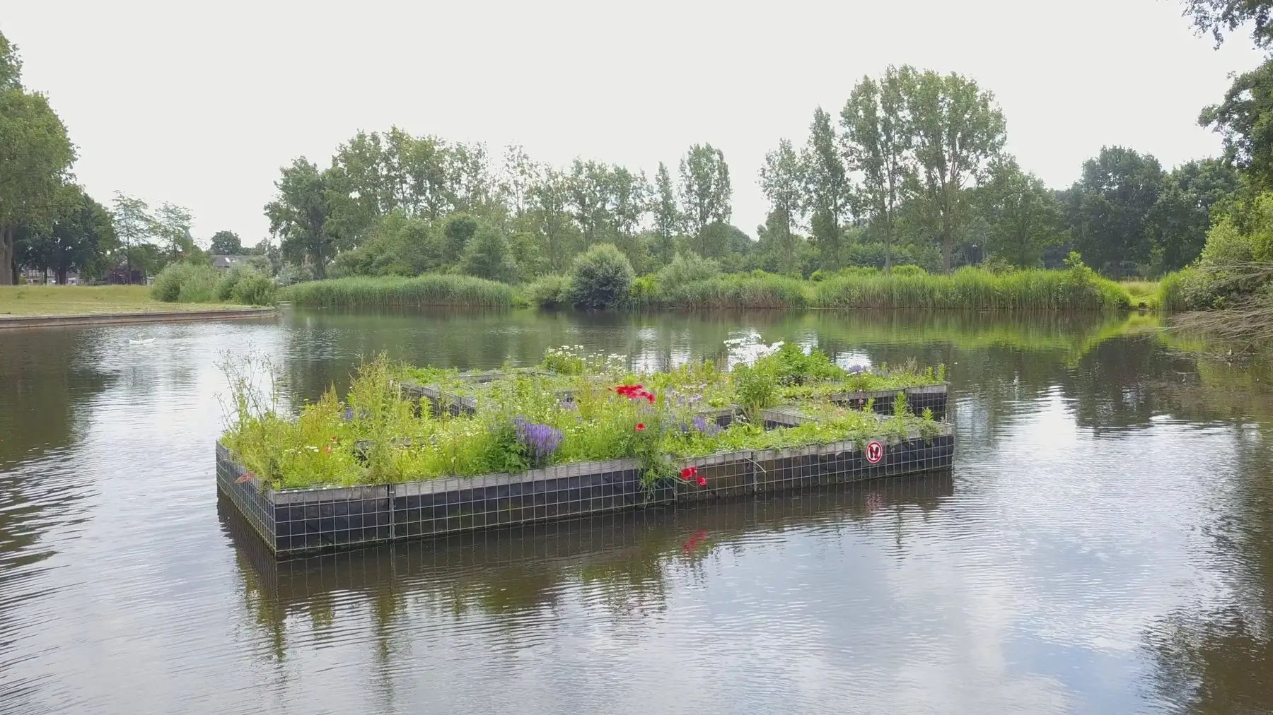 Begroeid drijvend eiland van Aqua Blocks in Naaldwijk